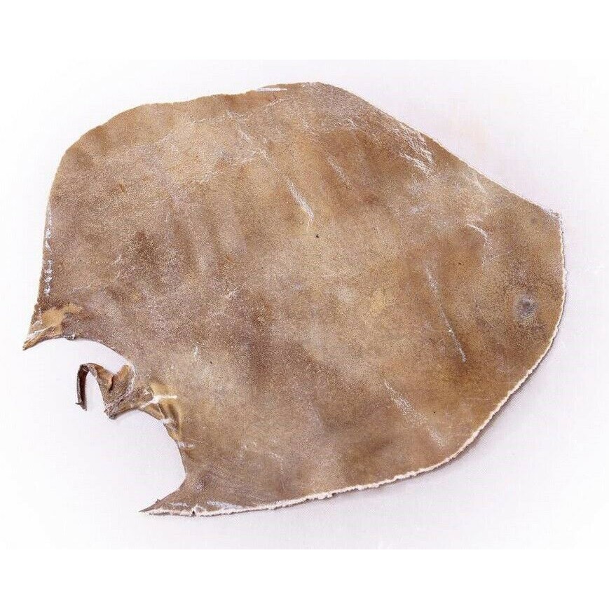 Peau de chameau naturelle pour Tombak persan