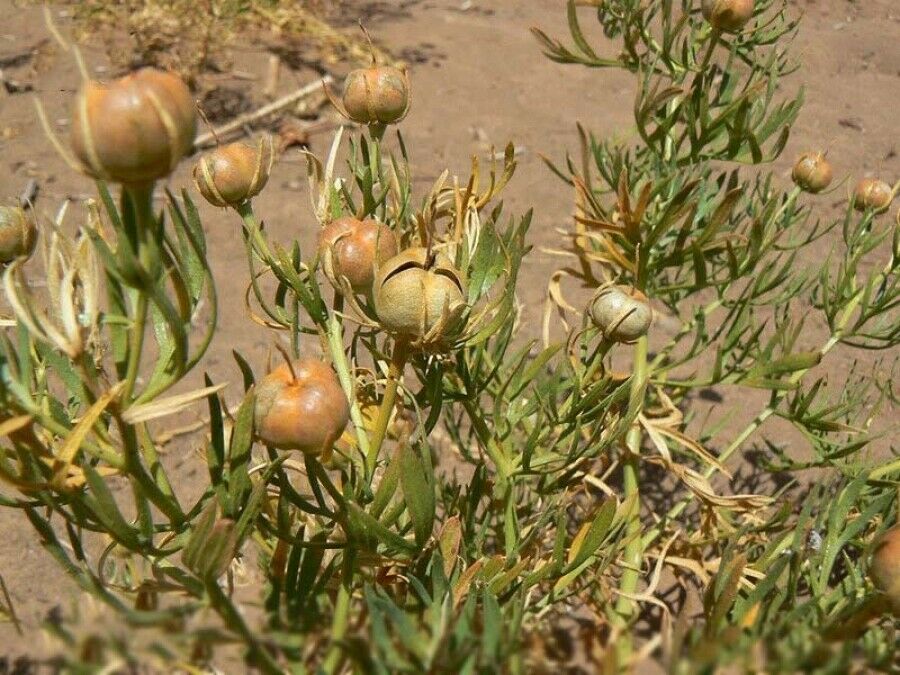 Espand (Rue Syrienne) – 500 grammes