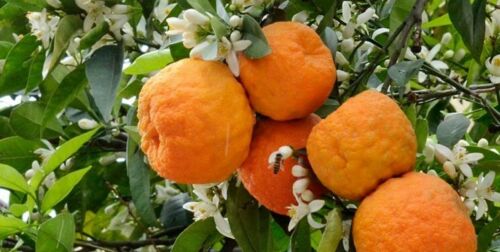 Pétales d’orange amère séchés pour infusion – qualité d’exception, 500 grammes