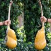 Instrument à cordes Tar persan – Fabriqué à la main par IranSaz, Modèle Argavan