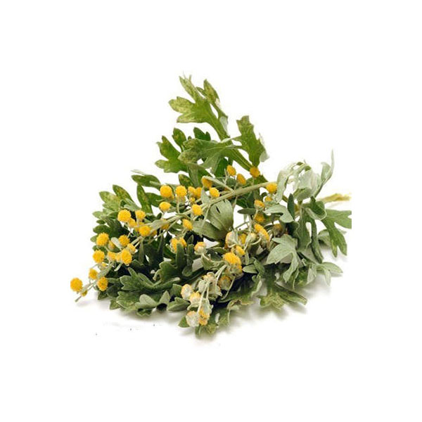 Absinthe séchée (Artemisia absinthium) - 600g - Herbe amère premium