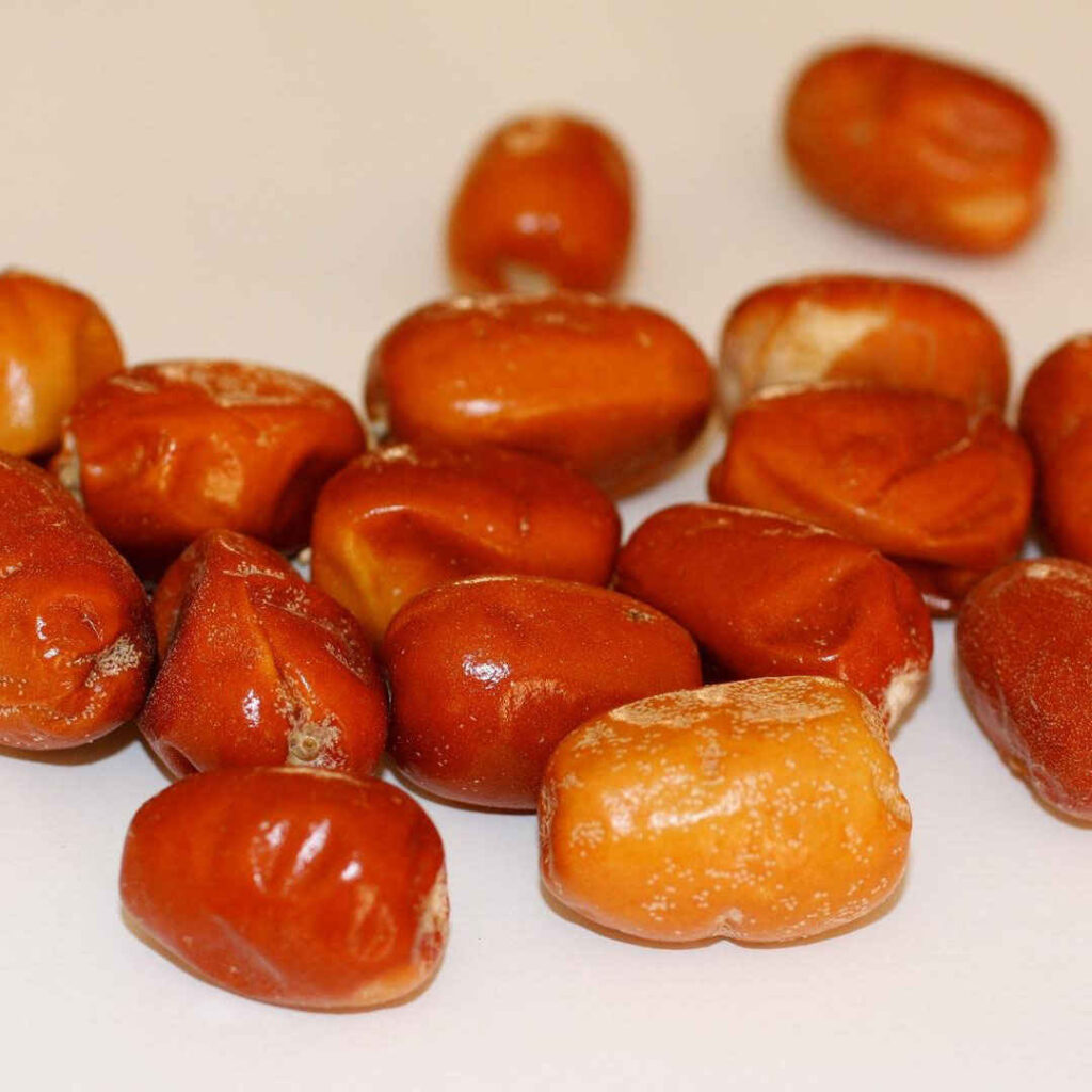 Oléastres Séchés (Fruits de l'Olivier de Russie) - 2500 grammes