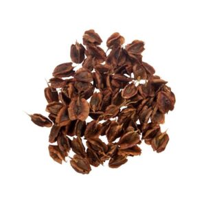 Graines de rhubarbe séchées – 750g – Plantes de qualité premium pour la culture