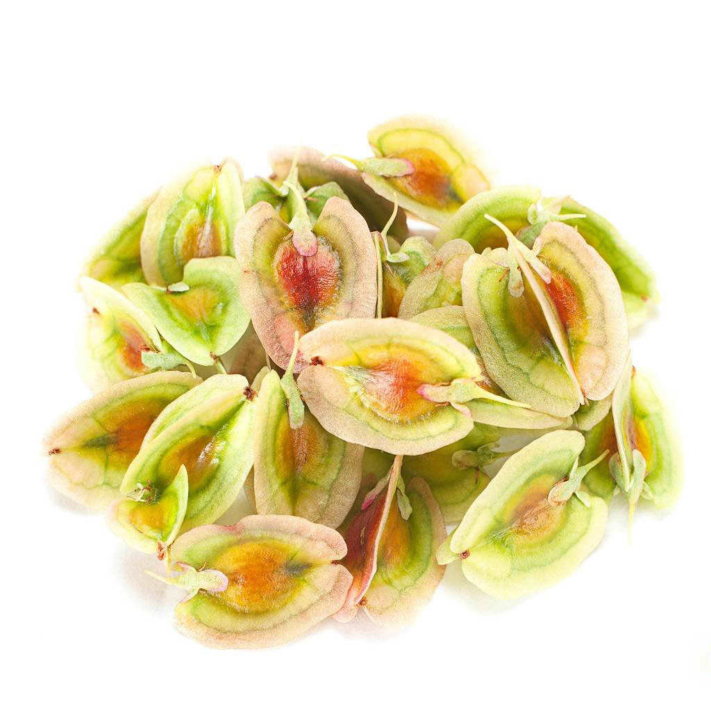 Graines de rhubarbe séchées – 750 g – Semences de rhubarbe de qualité supérieure pour la culture