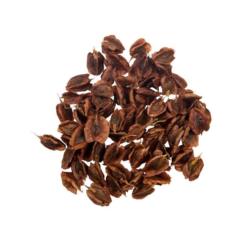 Graines de rhubarbe séchées - 750g - Plantes de qualité premium pour la culture