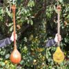 Instrument à cordes Setâr persan - Fabriqué à la main par Iransaz, Modèle Shayan