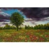 Peinture artistique originale : Huile sur carton, paysage de printemps