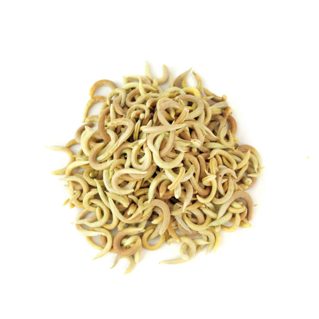 Gousses de graines d'astragale Hamosus séchées / Hairy Vetchling - 500g