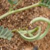 Gousses de graines d'astragale Hamosus séchées / Hairy Vetchling - 500g