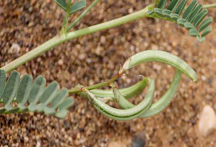 Gousses de graines d’astragale Hamosus séchées / Hairy Vetchling – 500g