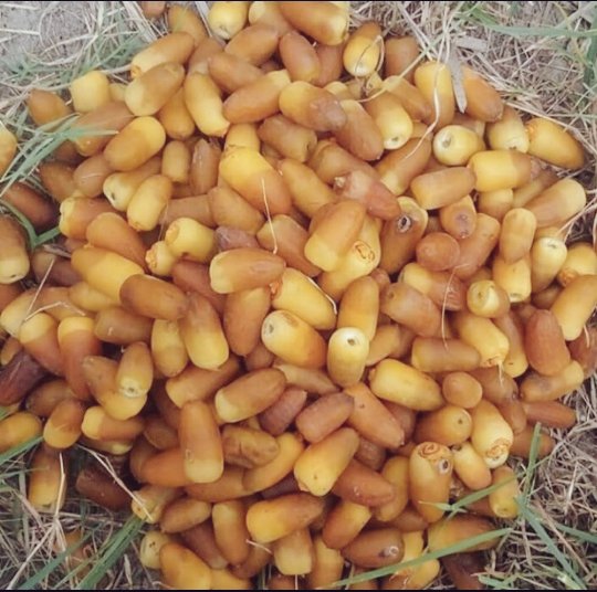 Dattes séchées biologiques Al-Mehteri d’Iran – 2000 grammes