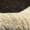 Tapis Gabbeh en laine persane véritablement tissé à la main crème & marron