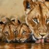Tapis persan figuratif noué à la main de Tabriz représentant une famille de lions buvant de l’eau