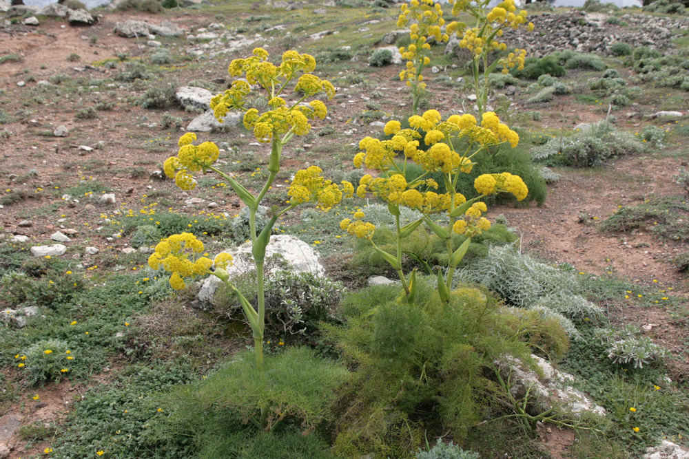 Galbanum Pur Bio à 100 % – Résine Naturelle, 100 grammes