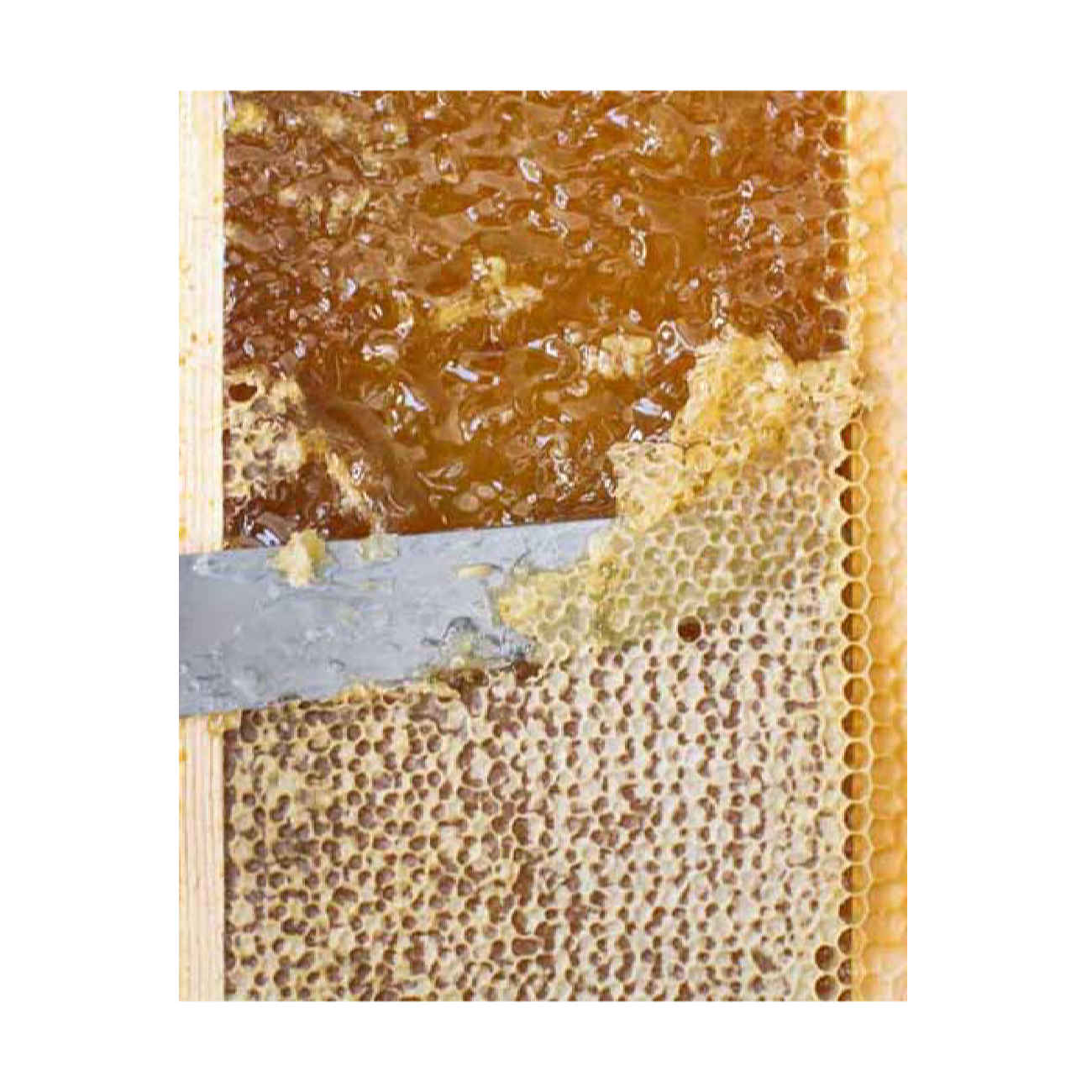 Miel Frais d’Iran avec Cire d’Abeille Pure (2900 g)