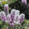 Feuilles séchées de Stachys lavandulifolia Chaye-e-Kohi 750 grammes