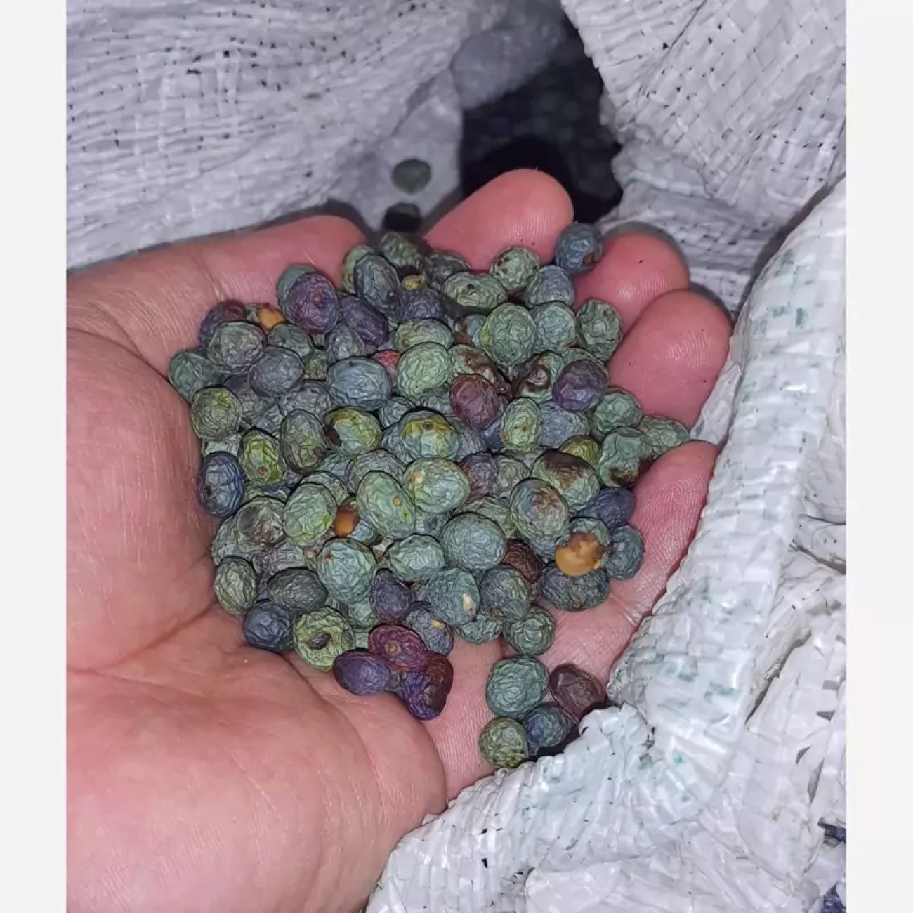 Pistaches kurdes crues – Pistaches des montagnes sauvages, Pistacia Atlantica – 1000 g