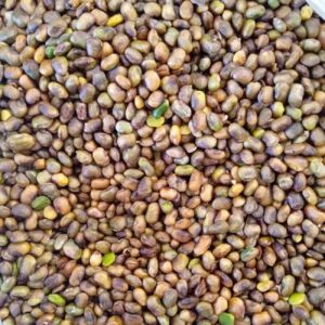 Pistaches kurdes décortiquées – Pistaches des montagnes sauvages, Pistacia Atlantica – 1000 g