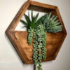Hexagon Wall-Mounted Cactus Planter - Wooden Material (3)